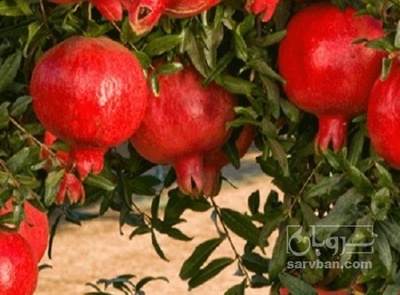 فروش انار