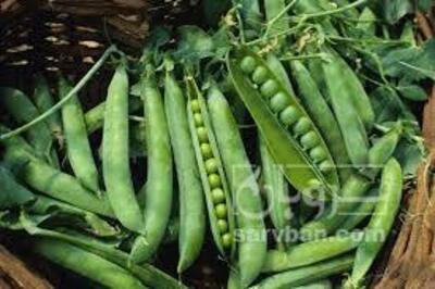 فروش نخود فرنگی