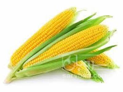 فروش ذرت