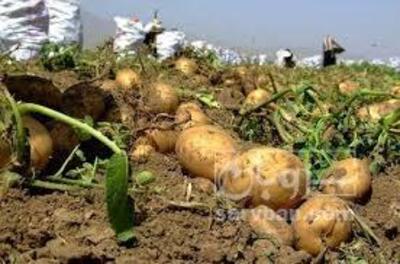 فروش سیب زمینی جلی
