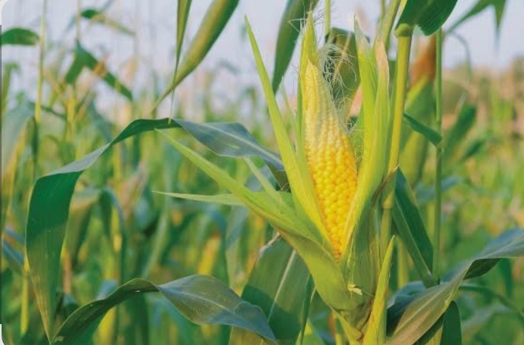 فروش ذرت دانه ای