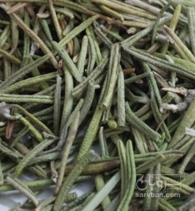 فروش رزماری خشک