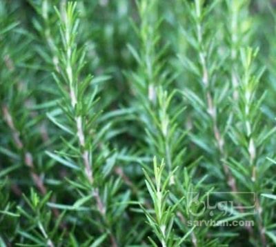 فروش رزماری تر