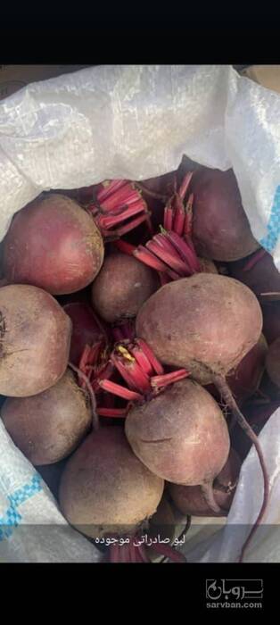 فروش چغندر لبو
