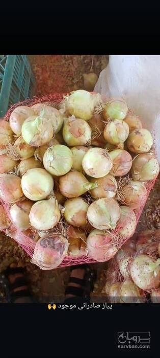 فروش پیاز