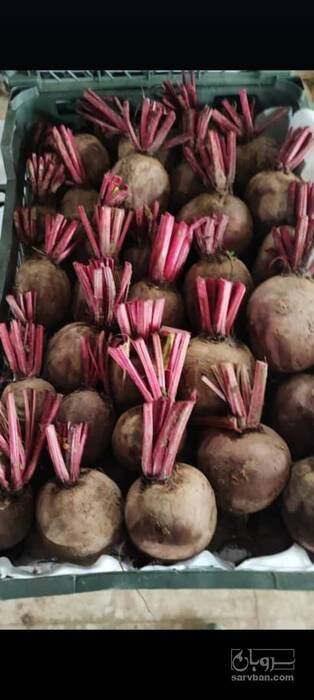 فروش چغندر لبو