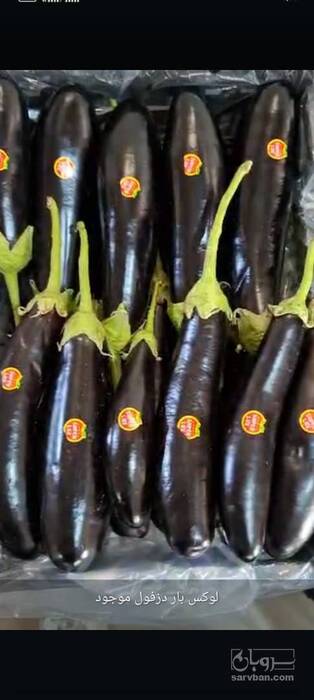 فروش بادمجان