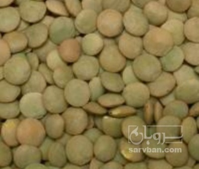 فروش عدس | سروبان