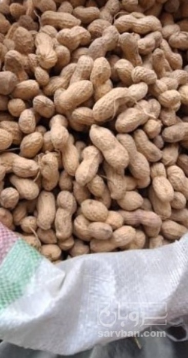 فروش بادام زمینی