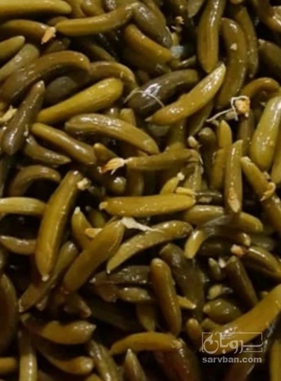 فروش خیار شور نول