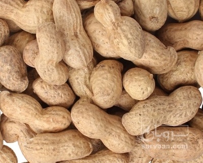 فروش بادام زمینی