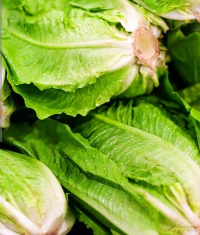 فروش کاهو ایرانی - رومانو