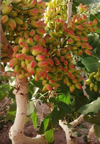 فروش پسته