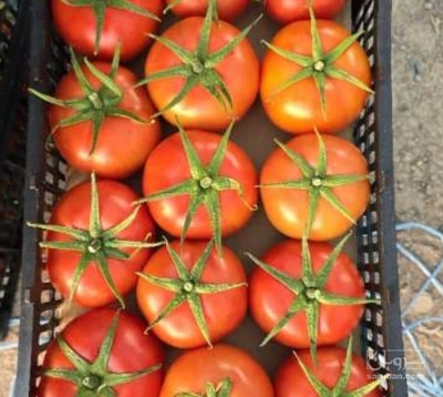 فروش گوجه فرنگی