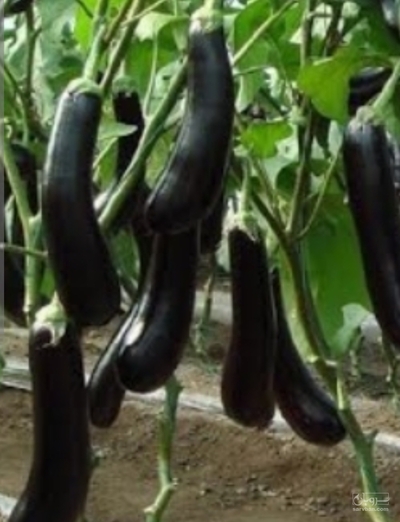 فروش بادمجان