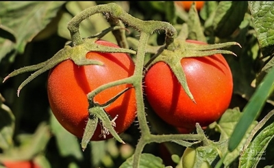 فروش گوجه فرنگی