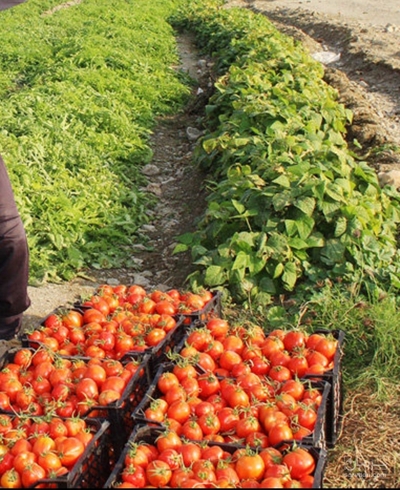 فروش گوجه فرنگی ربی