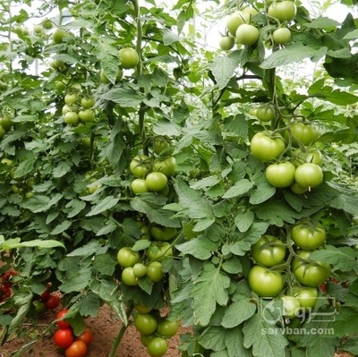 فروش گوجه فرنگی4129 | سروبان
