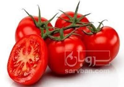 فروش گوجه فرنگی