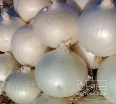 فروش پیاز سفید