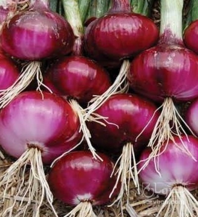 فروش پیاز قرمز