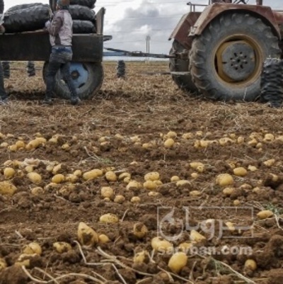 فروش سیب زمینی