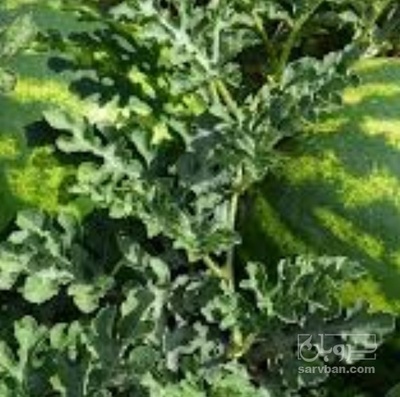 فروش هندوانه