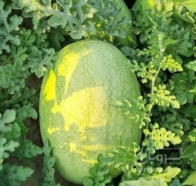 فروش هندوانه  بیضی سفید