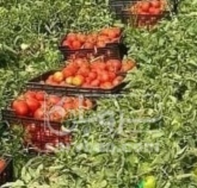 فروش گوجه فرنگی