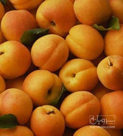 فروش زردآلو