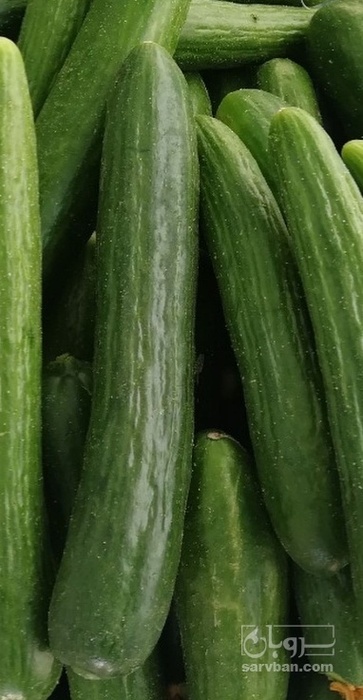 فروش خیار قلمی