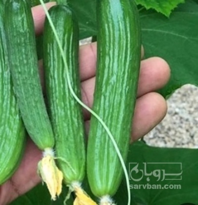 فروش خیار خیار شوری