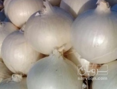 فروش پیاز سفید