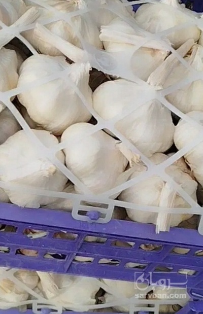 فروش سیر سبدی