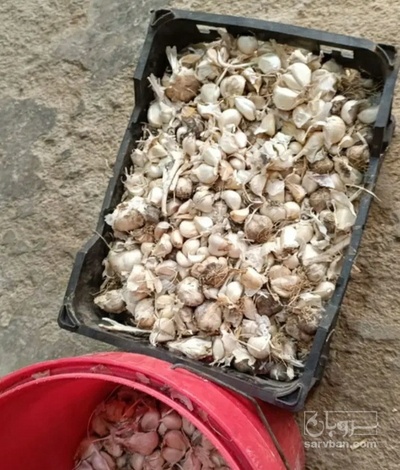 فروش سیر لشگری