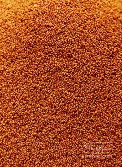 فروش خاکشیر (گیاه‌ دارویی)