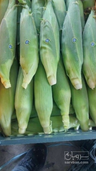 فروش ذرت مکزیکی صادراتی