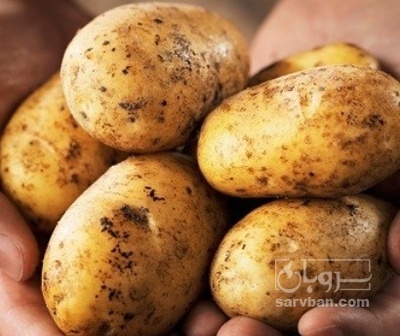 فروش سیب زمینی