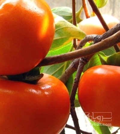 فروش خرمالو