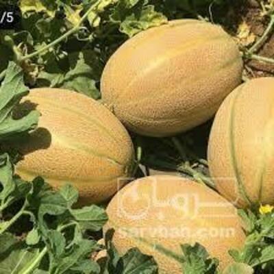 فروش جانا