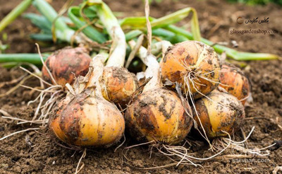 فروش پیازطلایی