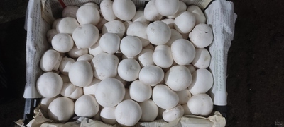 فروش قارچ دکمه ای