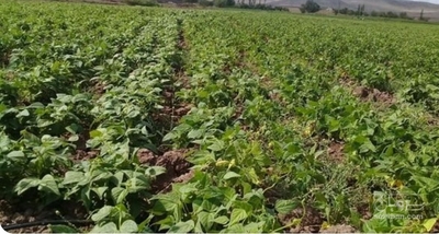 فروش لوبیا چیتی