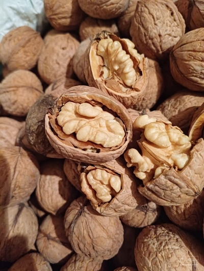 فروش گردو