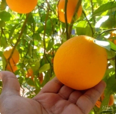 فروش پرتقال