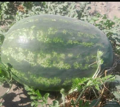 فروش هندوانه بیضی خطی