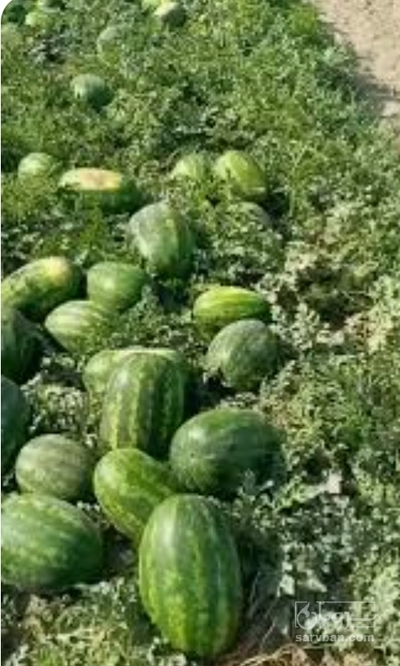 فروش هندوانه بیضی خطی