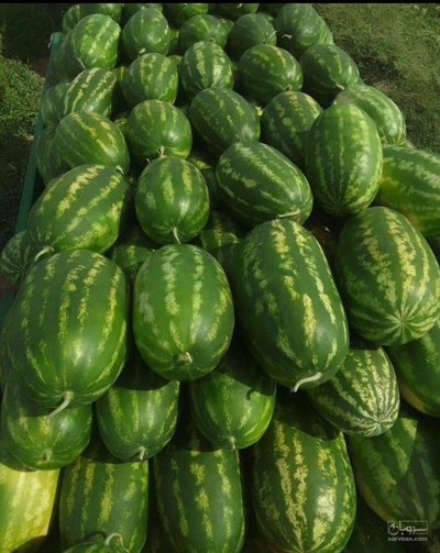 فروش هندوانه بیضی خطی