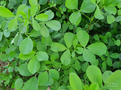 فروش یونجه