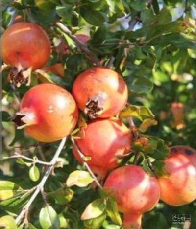 فروش انار